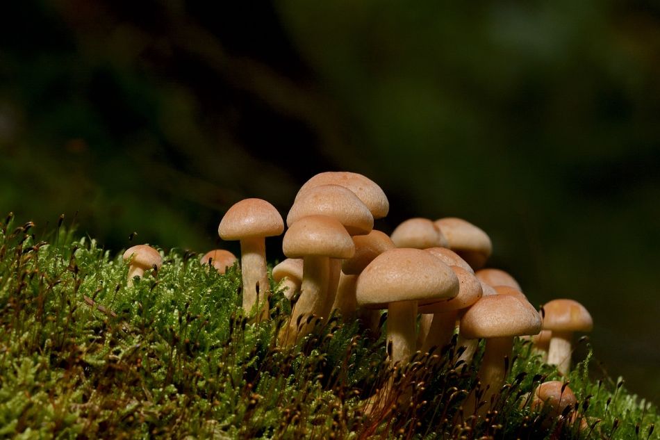 Pioppino-Pilz: Ein herbstlicher Genuss zum Entdecken